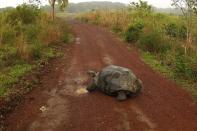 A giant tortoise is seen on a road at Santa Cruz island at Galapagos National Park August 23, 2013. (REUTERS/Jorge Silva)