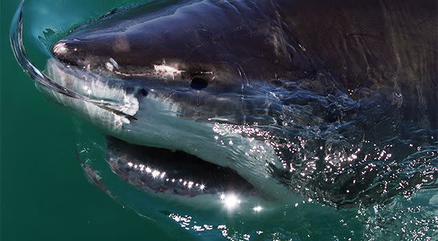 Two shark attacks in quick succession off the north coast in NSW put new momentum behind the push for shark net trials. Photo: Getty Images