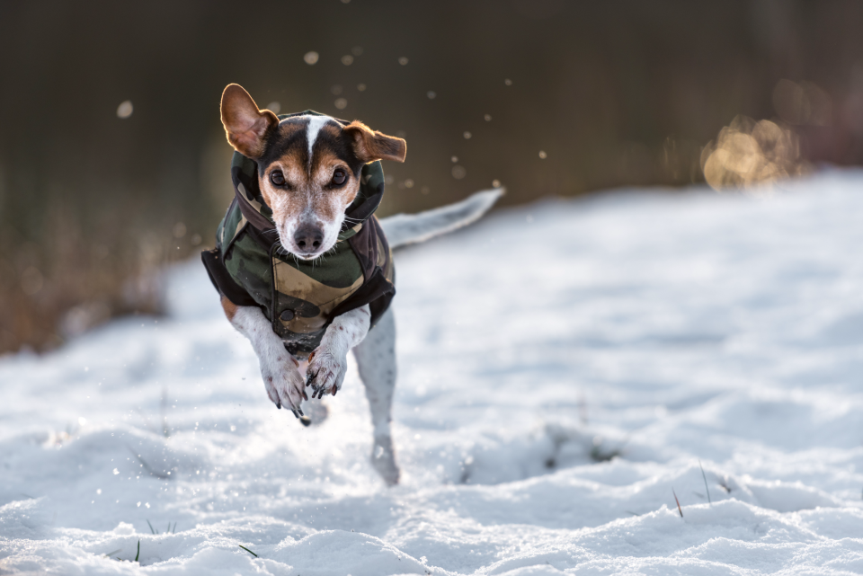 These Dog Winter Coats Are Paws-itively Warm and Cozy