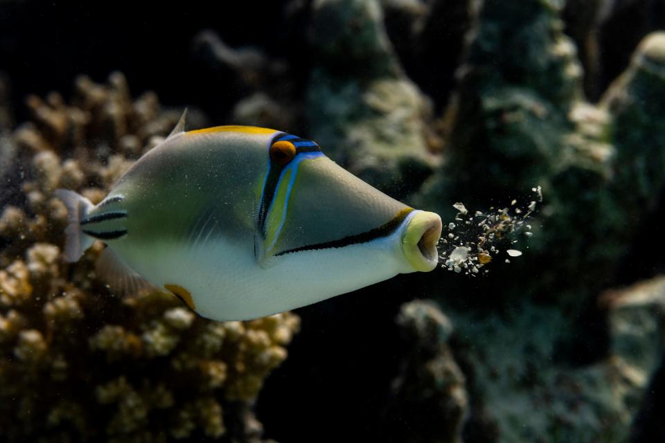 A fish appears to spit underwater