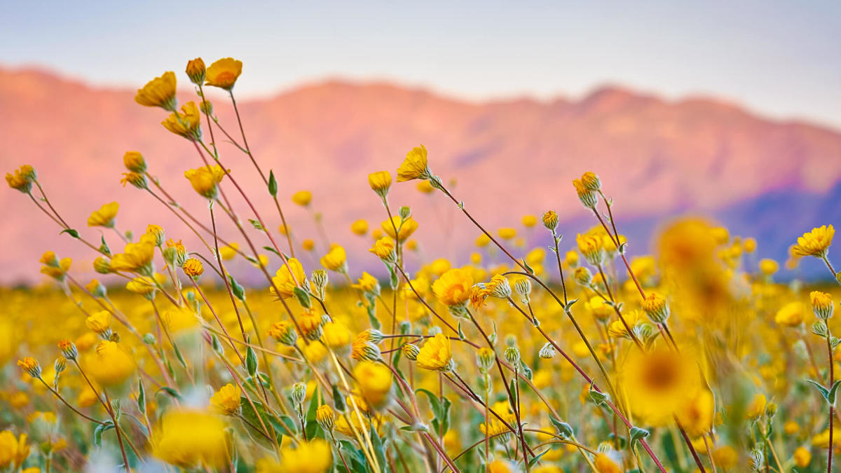 Super Bloom Watch: Will the Rare Desert Wildflower Burst Return in 2019? -  LAmag - Culture, Food, Fashion, News & Los Angeles