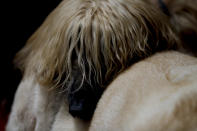 <p>Kafu rests on the back of another dog at a temporary home in the aftermath of a 7.1-magnitude earthquake in Mexico City, Friday, Sept. 22, 2017. (Photo: Natacha Pisarenko/AP) </p>