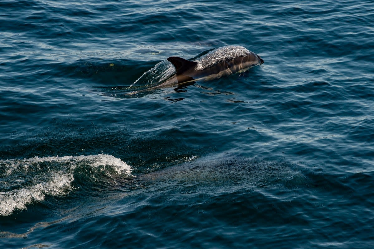 Dolphins, like those pictured swimming above, were reportedly abandoned at a Bahamas resort after it shut down for the Covid-19 pandemic (AFP via Getty Images)