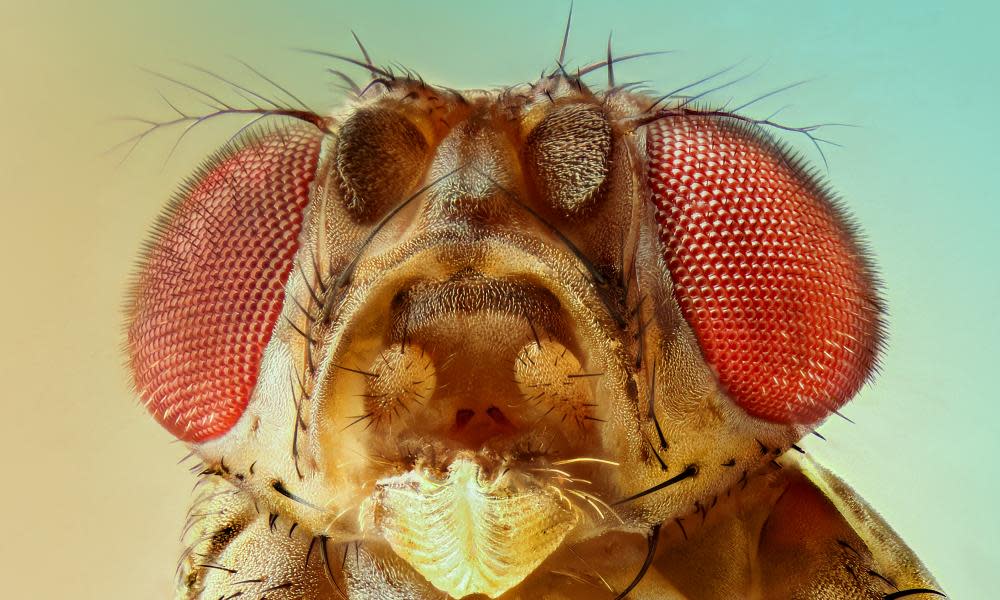 fruit fly close up