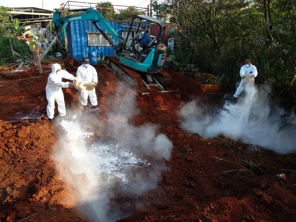 4月30日啟動二次罹病牛隻撲殺作業。   圖：新北市動保處提供