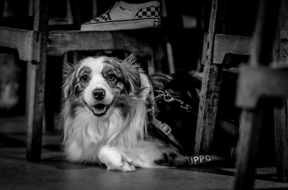 A shy dog hides under its owner during the first night of Drag Queen Bingo on Wednesday, Jan. 11, 2022, at Metazoa Brewing Company in Indianapolis. Metazoa is a pet friendly brewery which donated 5% of its profits to small unique animal charities. 