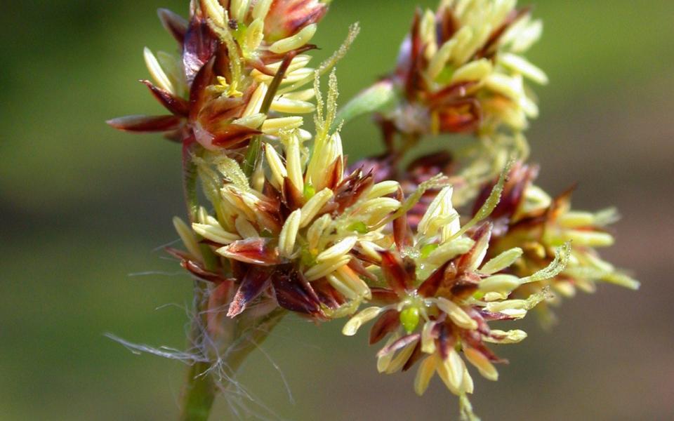 field wood-rush - blickwinkel / Alamy