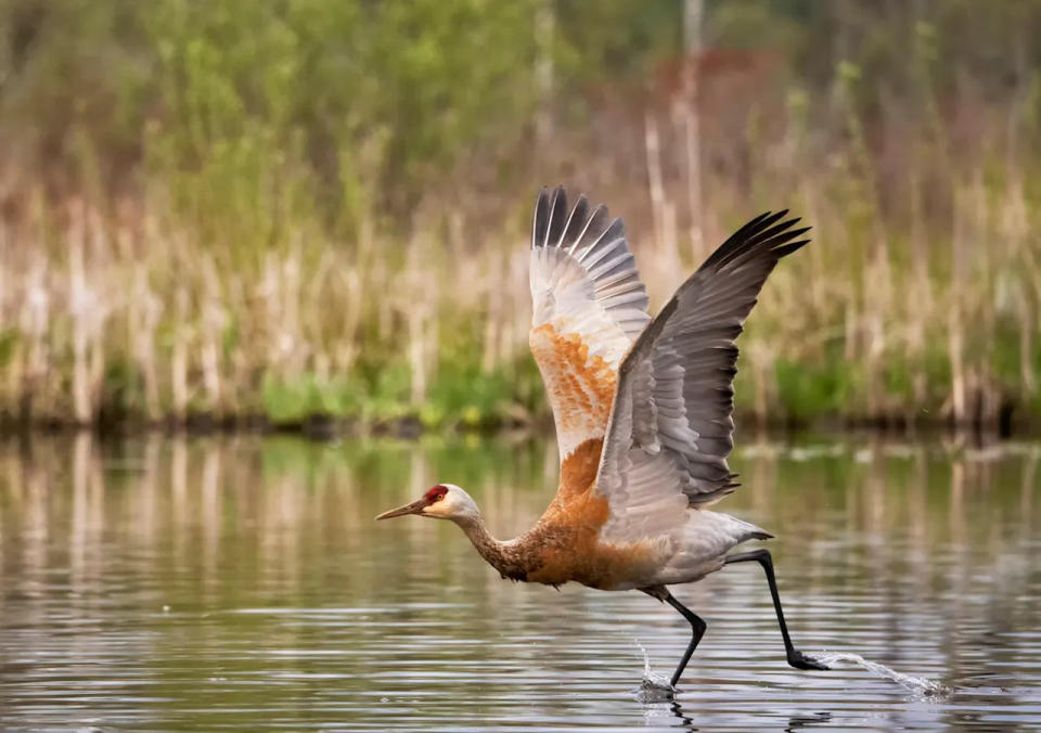 Waterfowl