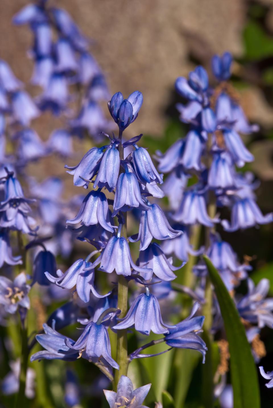 Spanish bluebells produce multiple stalks of blue to lavender blooms in spring.