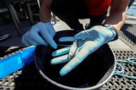 Emily Funk, especialista asociada de la Universidad de California Davis, recoge una muestra de moco de un salmón chinook para determinar su especie exacta mientras se encuentra en un barco de investigación en el río San Joaquín, frente a Antioch, California, Estados Unidos