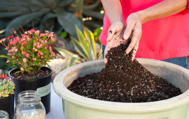 The Problem with the Peat Moss in Your Pots (and What to Use Instead)