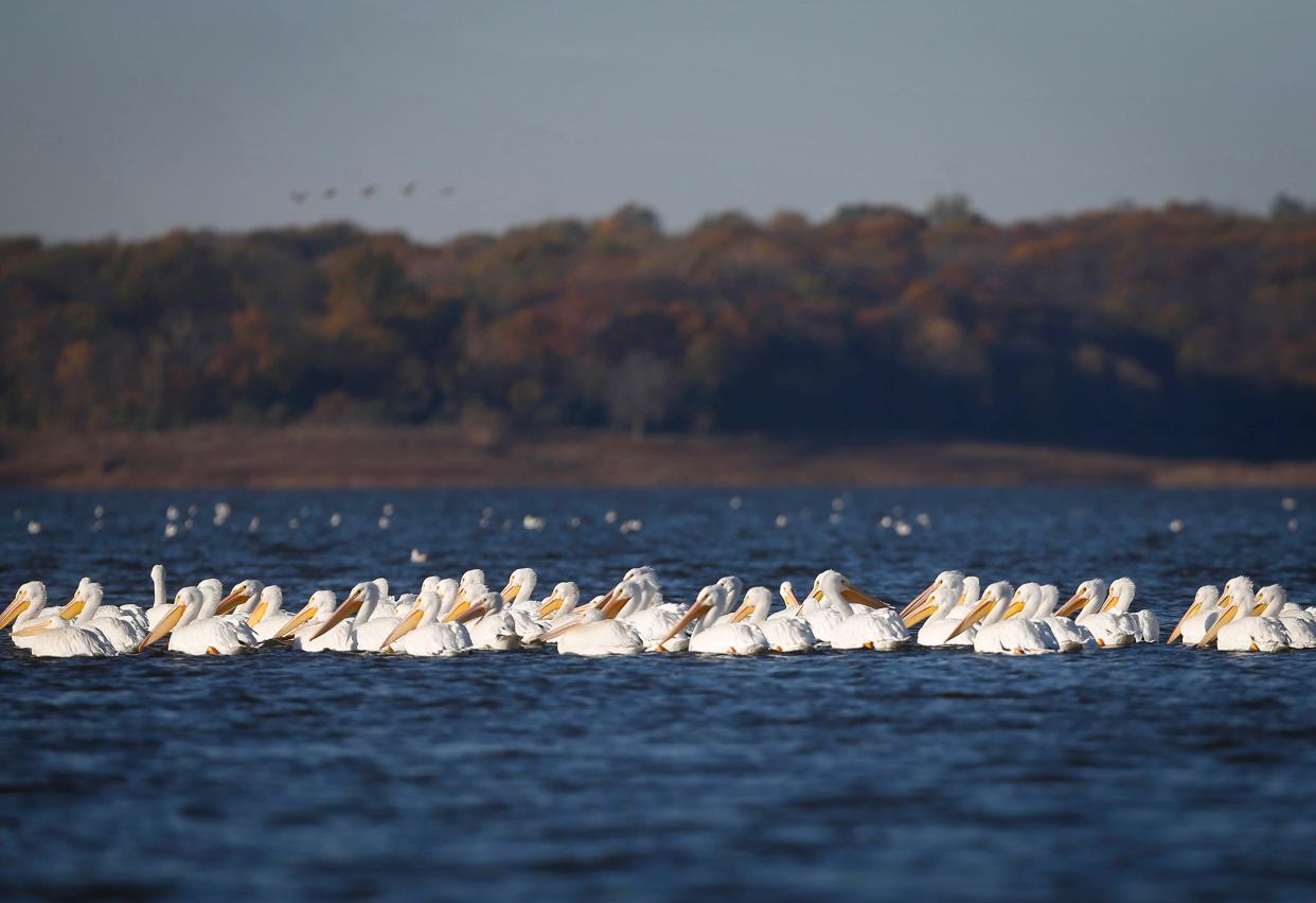 American white pelicans bunch together while swimming on Lake Red Rock near Pella.