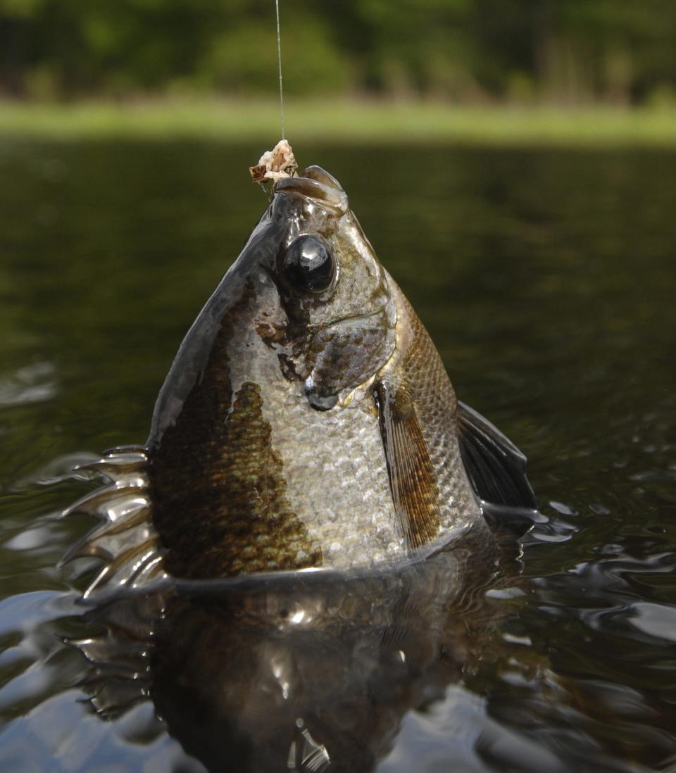 Anglers have a number of alternatives to Ross Barnett Reservoir to catch everything from bass to bluegill within a short distance from Jackson.