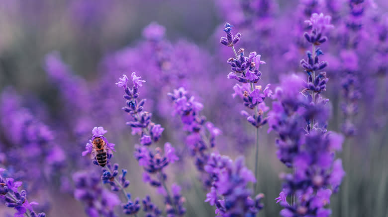 lavender flowers