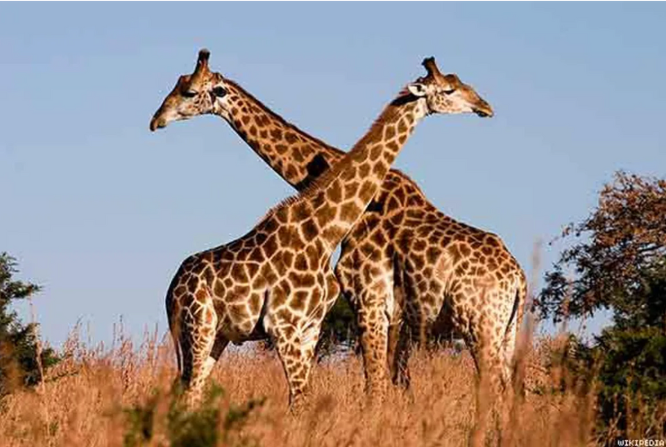 Giraffes