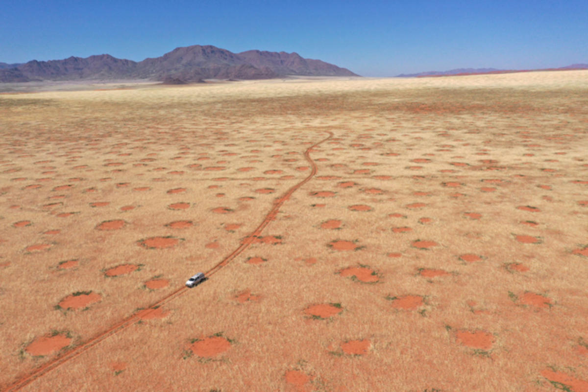 Mysterious fairy circles are increasing across the world and scientists are  baffled