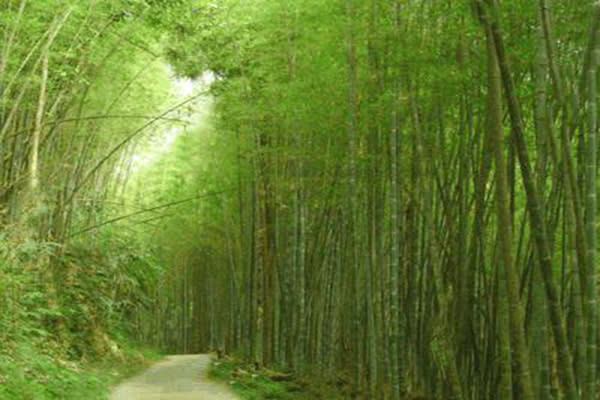 秒飛京都嵐山 全台四大必訪竹林秘境
