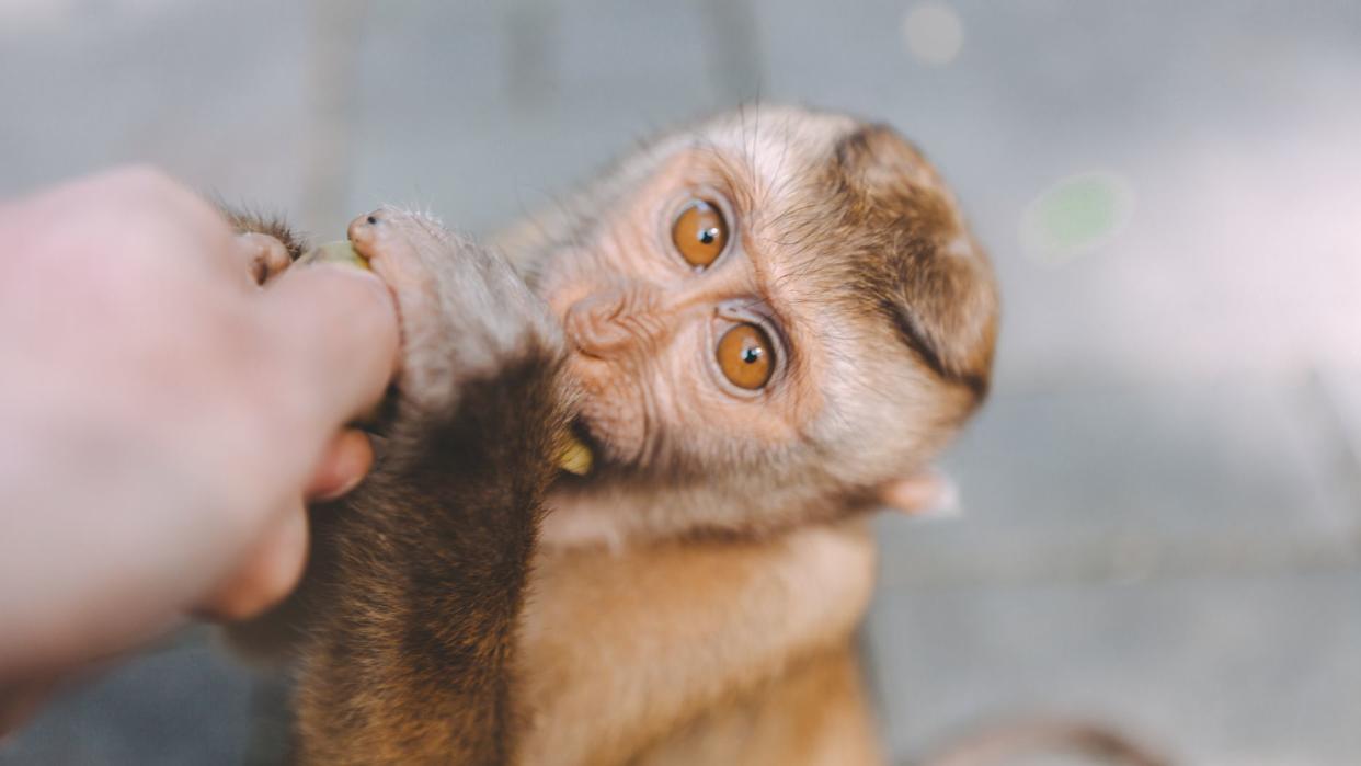  Photo of a macaque monkey looking up at the camera as it nibbles a banana from a person's hand. 