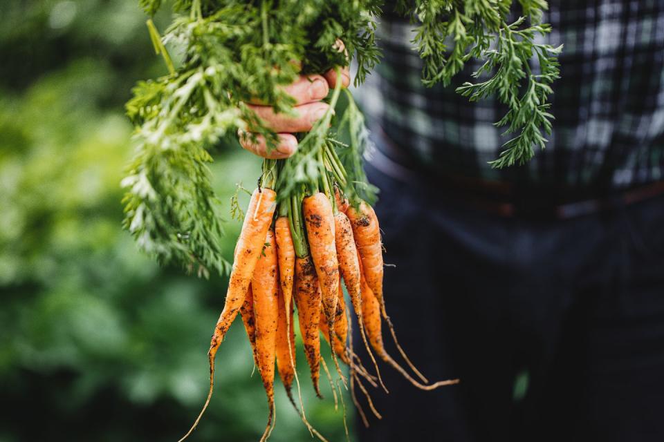 close up of hand holding freshly harvested carrots elderly persons hands holding bunch of carrots in the farm