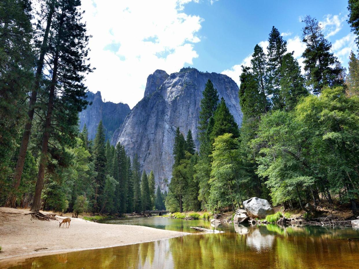 Beautiful view from the Yosemite National Park with a deer: Getty Images