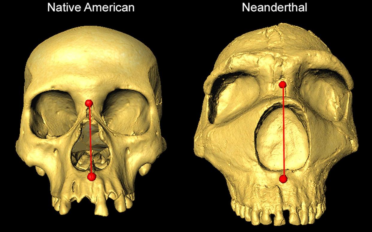 A comparison of the skull of a modern Native American with a Neanderthal from University College London - UCL/PA