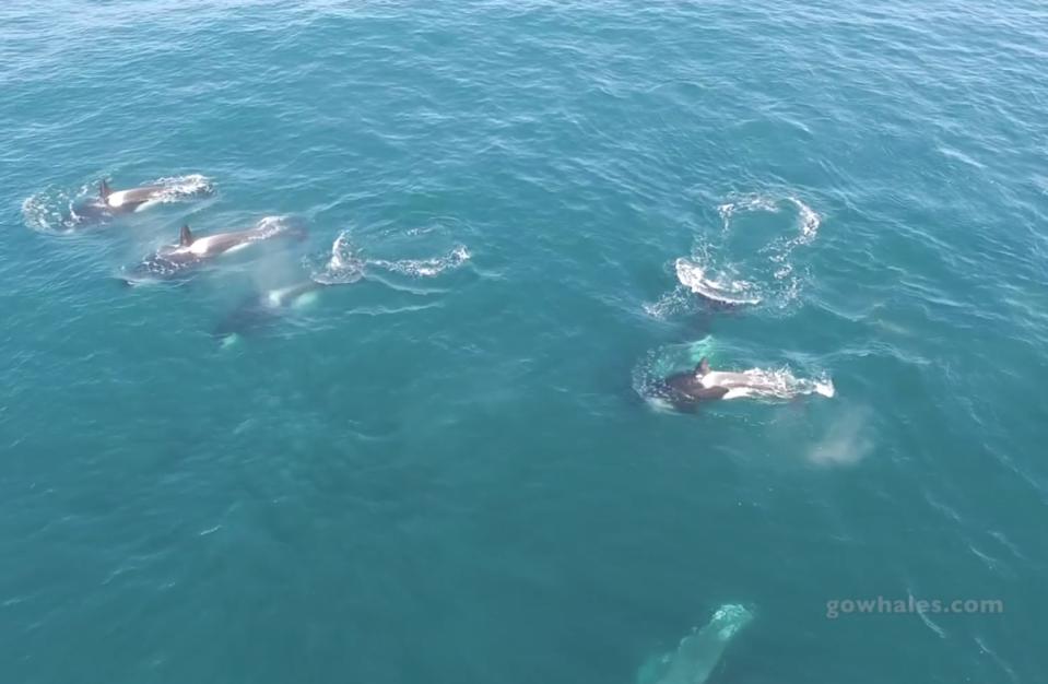 Humpbacks Block Killer Whale Feeding Frenzy in Wild Video