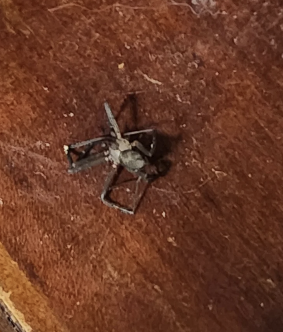 A small dead insect lies on a wooden surface