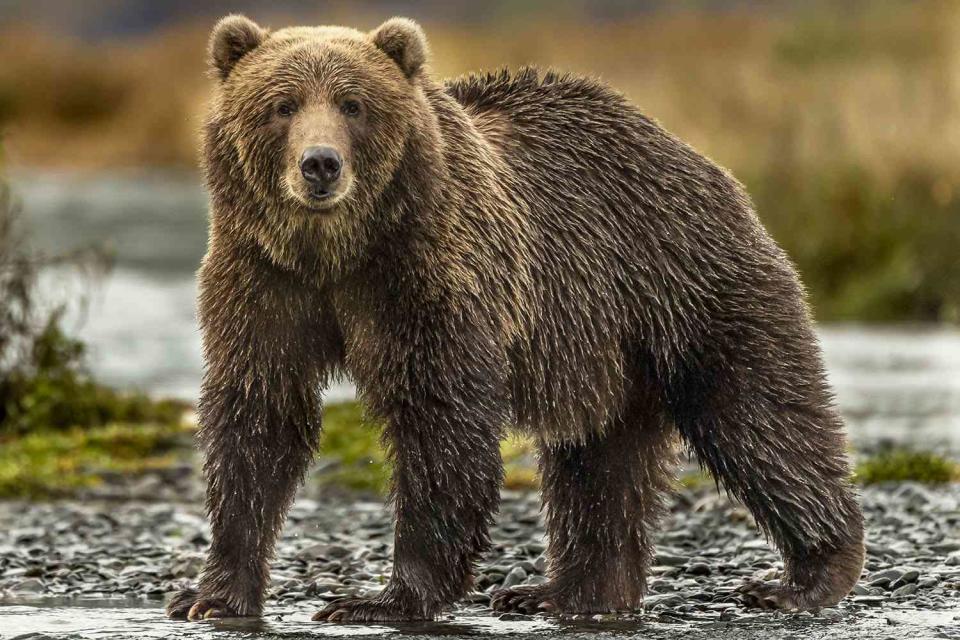 <p>Getty</p> A bear photographed roaming in the wild