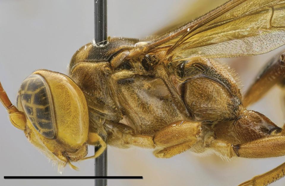 A closeup of the Capitojoppa, a newly discovered wasp.