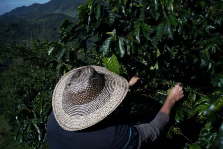 Libardo Garcia, a farmer who was displaced during the rebel violence and returned to grow coffee with his family, picks coffee in San Carlos, Colombia July 13, 2017.  REUTERS/Federico Rios