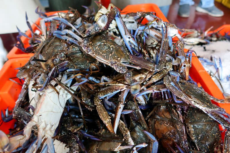 Blue crabs are placed in a box at a seafood exporting company in Kerkennah Islands