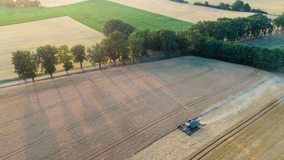 In Ostdeutschland bis hin nach Nordbayern und in Norddeutschland hat die Ernte schon begonnen. Foto: Patrick Pleul