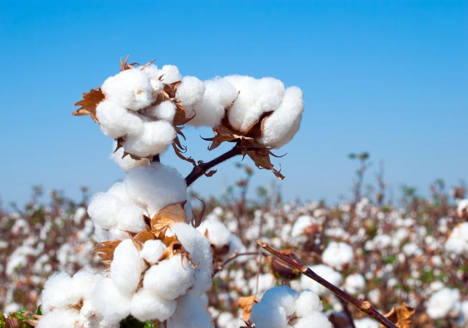 Uzbekistan cotton