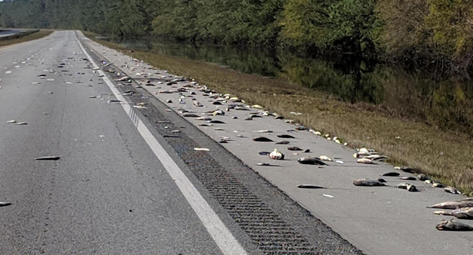 Hurricane Florence storm leaves dead fish for firefighters to clean up on North Carolina highway.