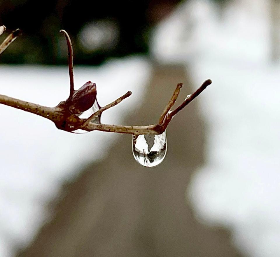 A rain drop drips from a branch along Lake Drive in Fox Point on Sunday, March 12, 2023. After several inches of  wet, heavy snow over the weekend, more fell Sunday with temperatures above freezing in the mid-30’s.