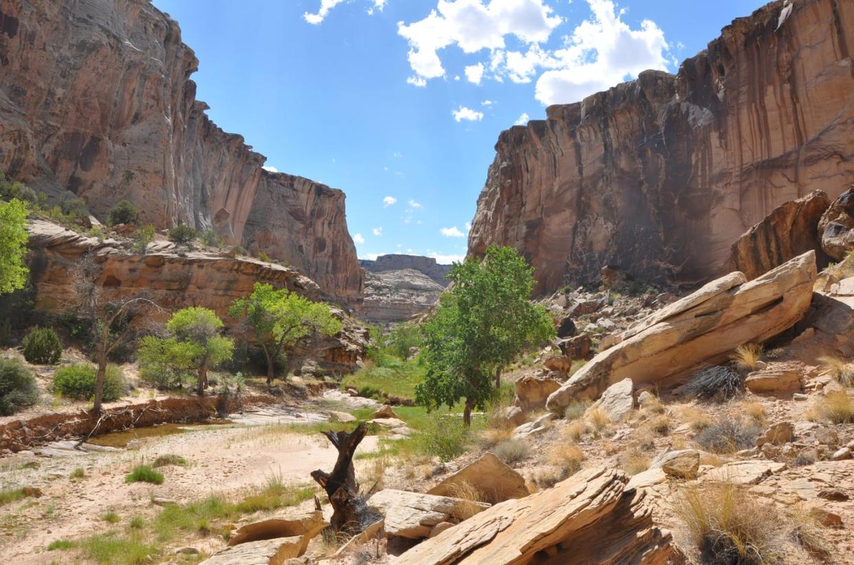 <span class="caption">Utah's Cottonwood Canyon is a popular hiking destination on federal land.</span> <span class="attribution"><a class="link " href="https://flic.kr/p/2jGY8Cm" rel="nofollow noopener" target="_blank" data-ylk="slk:BLM;elm:context_link;itc:0;sec:content-canvas">BLM</a></span>