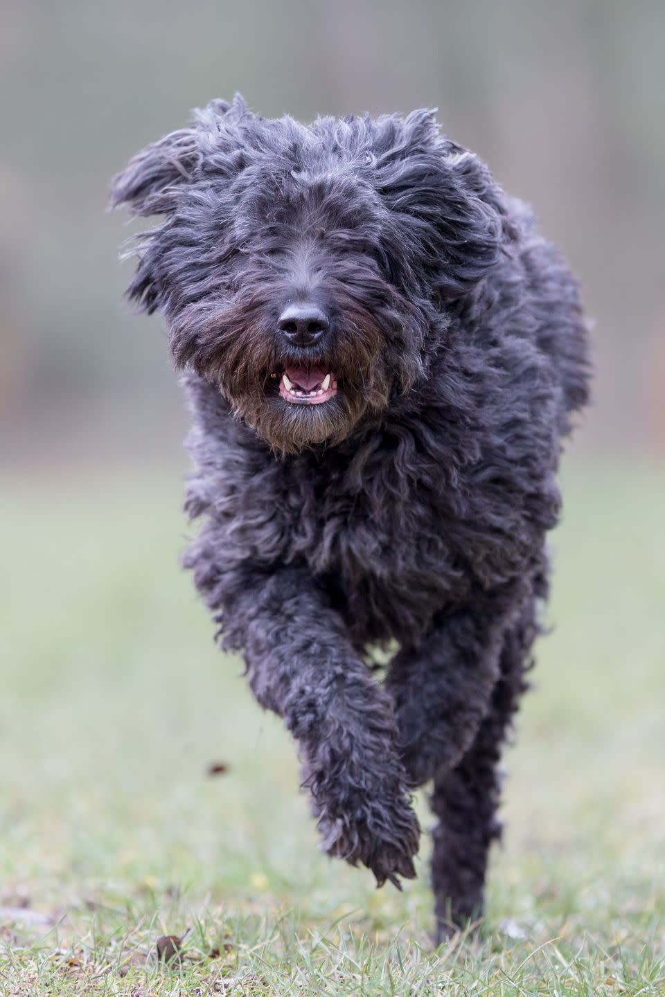 Bouvier des Flandres