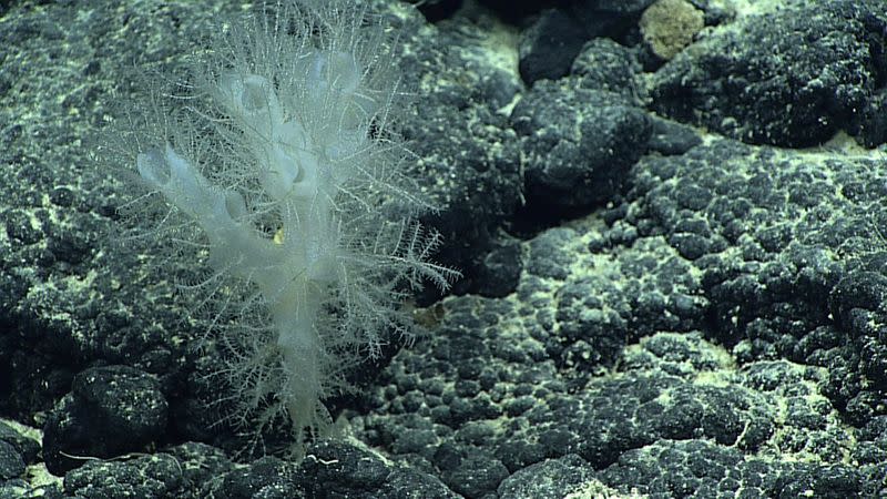 New Black Coral species discovery