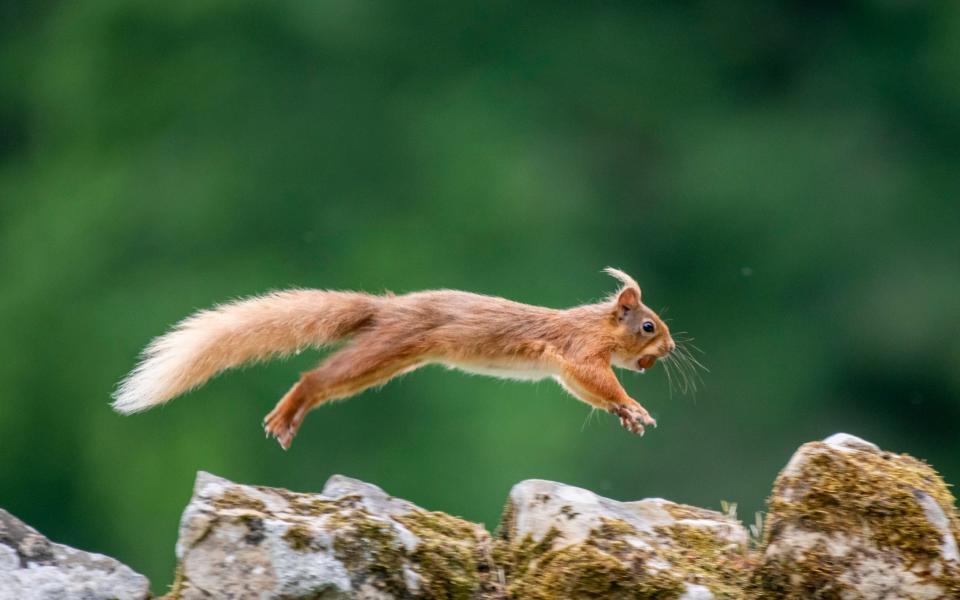 King Charles is a champion of the red squirrel