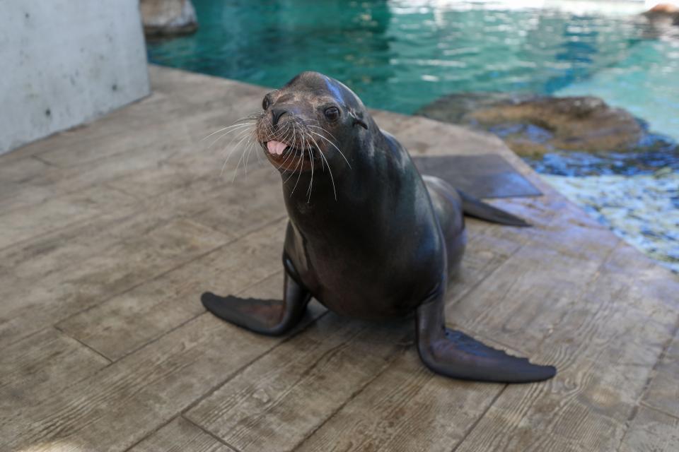 New England Aquarium welcomes sea lions Farley and Giovanni