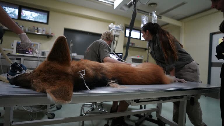 Ejemplar de aguará guazú en un control veterinario en el Centro de Recuperación de Especies de Temaikèn