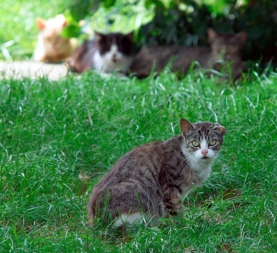 A feral cats