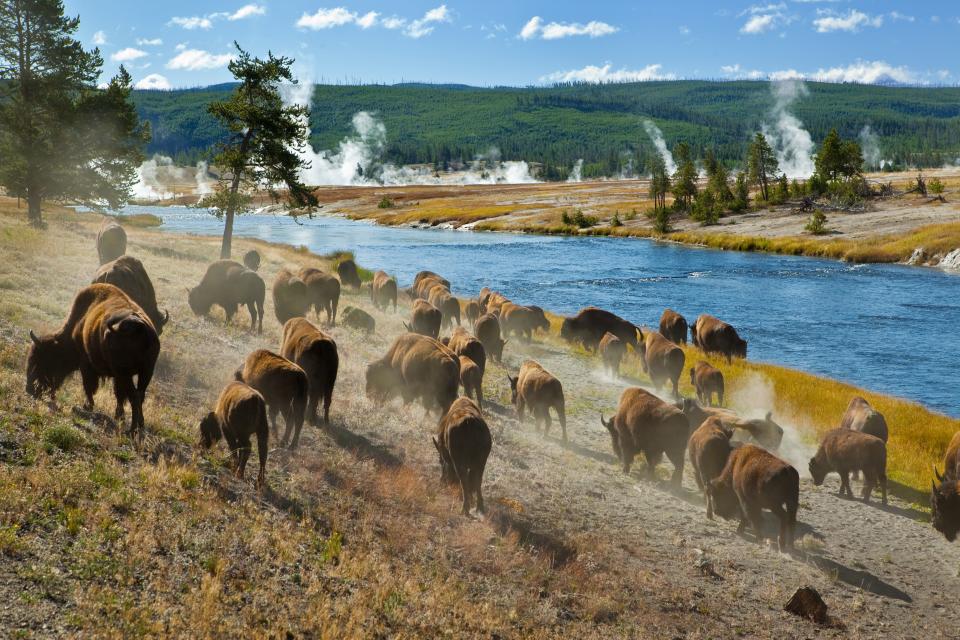 Yellowstone Bison shutterstock