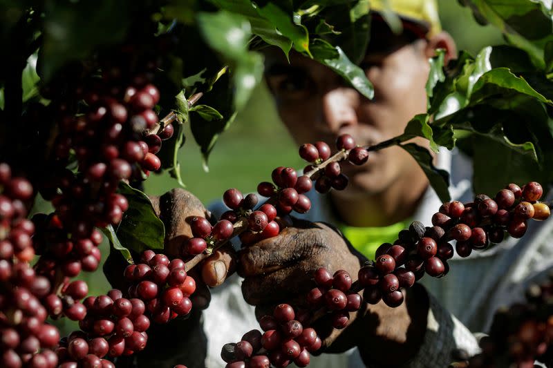 FILE PHOTO: A worker picks ripe coffee cherries at a coffee plantation, in Grecia