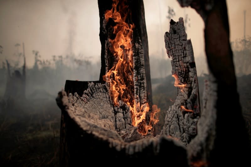 A charred trunk is seen on a tract of the Amazon jungle, that was recently burned by loggers and farmers, in Porto Velho