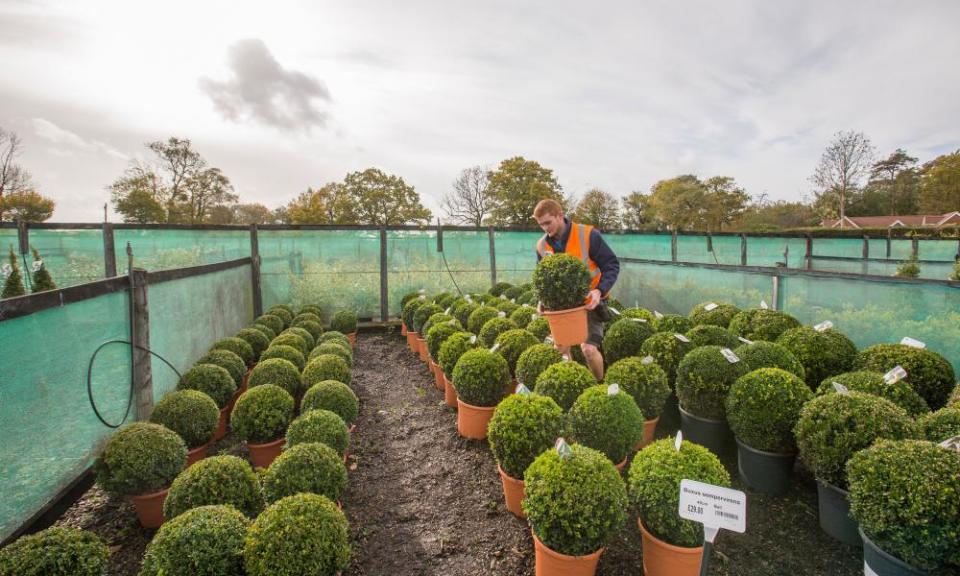 Ball plants, often adorning hotel and restaurant entrances, are imported from industrial scale nurseries in Italy