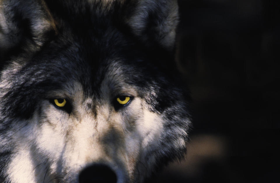 Gray wolf peering from the forest, (Canis lupus), Montana, USA.