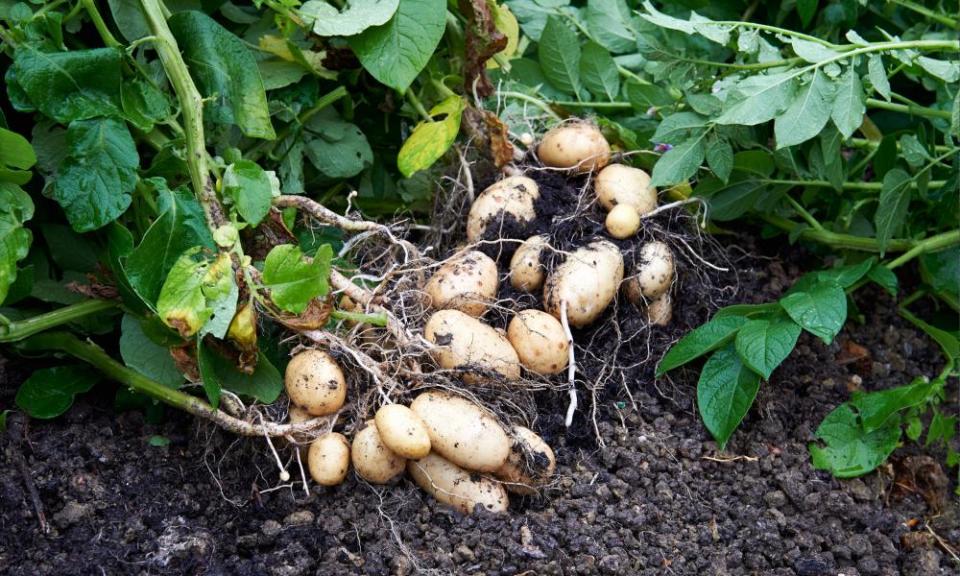 Maris piper potatoes.