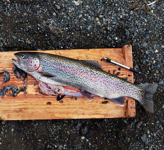 The 19-inch rainbow trout next to a ballpoint pen for a size comparison.
