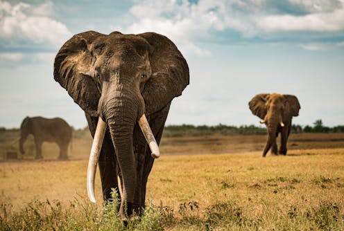 <span class="attribution"><a class="link " href="https://www.shutterstock.com/image-photo/big-tusker-elephant-that-wonders-across-1994569406" rel="nofollow noopener" target="_blank" data-ylk="slk:Johann Mader/Shutterstock;elm:context_link;itc:0;sec:content-canvas">Johann Mader/Shutterstock</a></span>